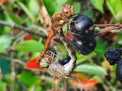 Sympetrum striolatum