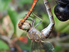 Sympetrum striolatum