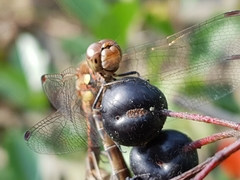 Sympetrum striolatum