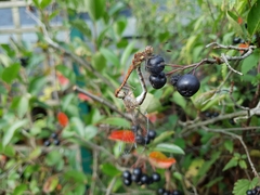 Sympetrum striolatum