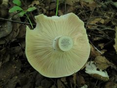 Russula adusta