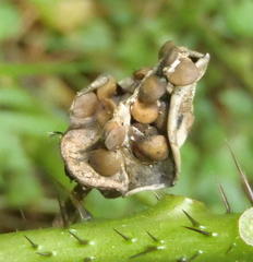 Solanum aculeatissimum