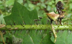Solanum aculeatissimum