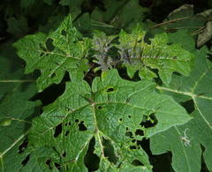 Solanum aculeatissimum