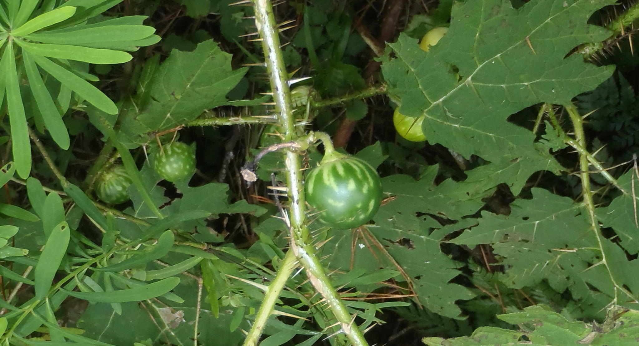 Sarzedo Ecologia: Juá (Solanum aculeatissimum)