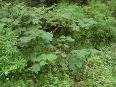 Solanum aculeatissimum