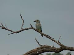 Coracias garrulus garrulus