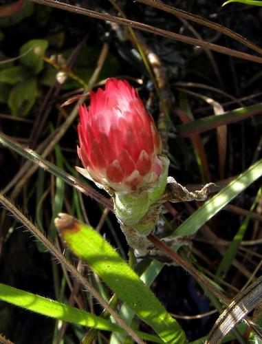 Helichrysum adenocarpum subsp. adenocarpum image