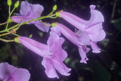 Bignonia diversifolia