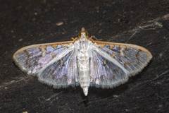 Palpita annulifer
