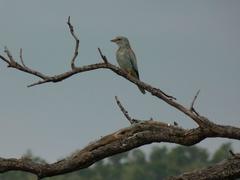 Coracias garrulus garrulus