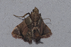 Pyralis pictalis