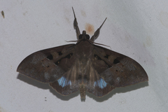 Ischyja marapok