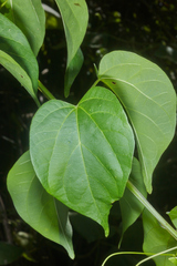 Bignonia diversifolia