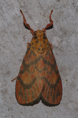 Ammatho roseororatus