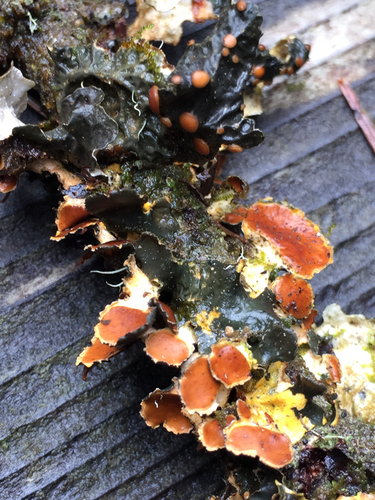 Mustard Kidney Lichen