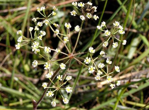 Pimpinella caffra image