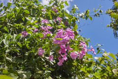 Bignonia diversifolia