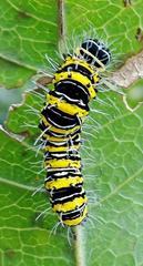 Egybolis vaillantina