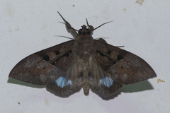 Ischyja marapok