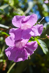 Bignonia diversifolia