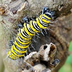 Egybolis vaillantina