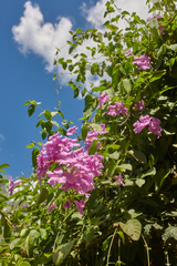 Bignonia diversifolia