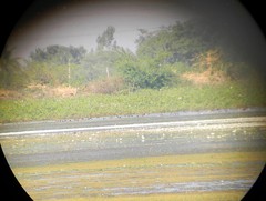 Anatidae