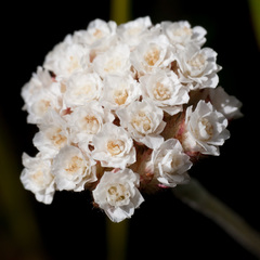 Anaxeton asperum