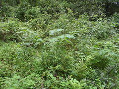 Solanum aculeatissimum