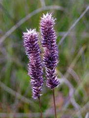 Eragrostis tincta image