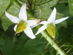 Solanum aculeatissimum