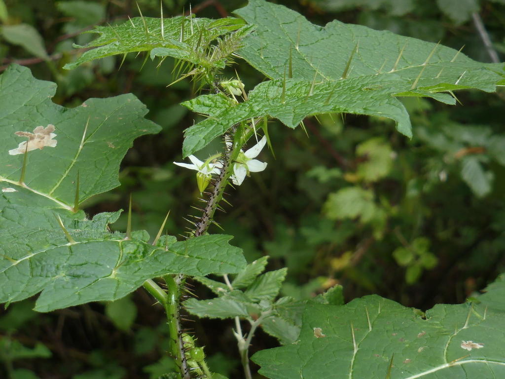 love-apple nightshade