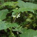 Solanum aculeatissimum - Photo (c) Nicola van Berkel, μερικά δικαιώματα διατηρούνται (CC BY-SA), uploaded by Nicola van Berkel