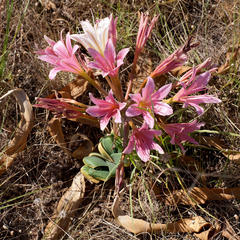 Ammocharis longifolia