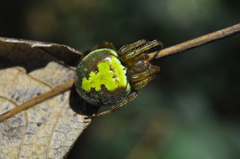 Araneus unanimus