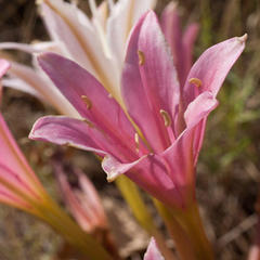 Ammocharis longifolia