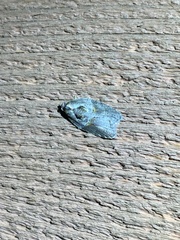 Acleris maculidorsana