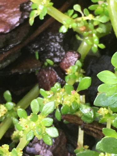 Pilea microphylla