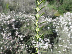 Struthiola leptantha