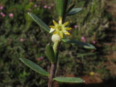Struthiola leptantha