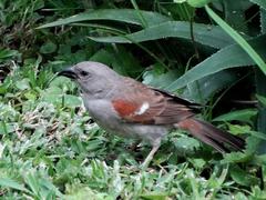 Passer diffusus stygiceps