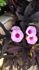 Bombus pensylvanicus