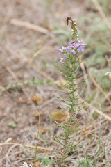 Veronica pinnata