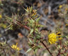 Berkheya onobromoides carlinoides