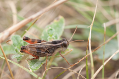 Calliptamus abbreviatus