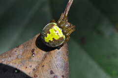 Araneus unanimus