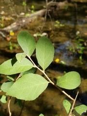 Styrax americanus