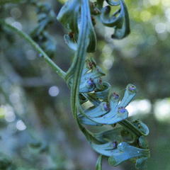 Asplenium theciferum