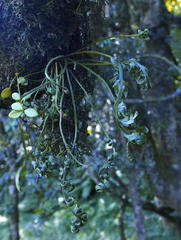 Asplenium theciferum